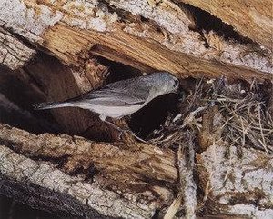 Lucy Warbler — Eliot Porter