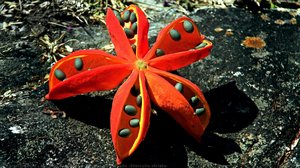 Chichá-do-cerrado (Sterculia striata)