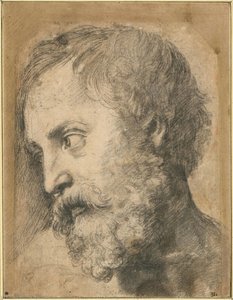 Head Of An Apostle In The Transfiguration, 1519-1520 — Raphael Coxcie