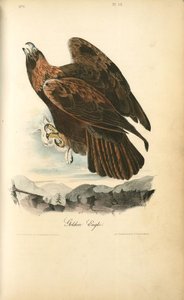 Golden Eagle — John James Audubon
