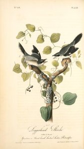 Loggerhead Shrike. 1. Male. 2. Female. (greenbriar Or Round-leaved Smilax. Smilax Rotundifolia.) — John James Audubon