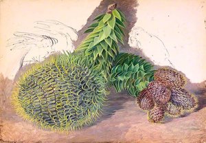 Male Cones Of Araucaria Araucana — Marianne North