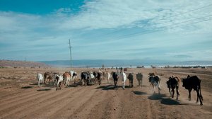 Collecting Cattles — Vibhor Yadav