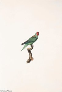 Glossopsitta Pusilla — Жак Барабан
