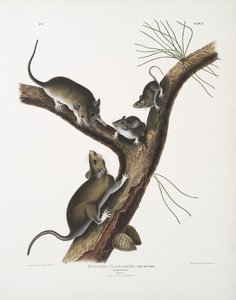 Neotoma Floridana, Florida Rat. Natural Size. Male, Female And Young Of Different Age — John James Audubon