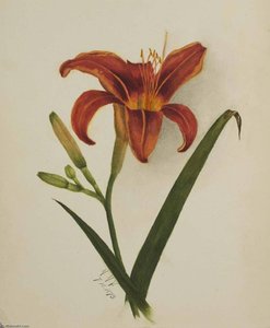 Untitled (lily) — Mary Vaux Walcott