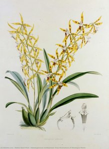 Odontoglossum Lindleyanum, From Illustrations Of Himalayan Plants — Walter Hood Fitch