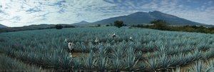 Paisaje agavero