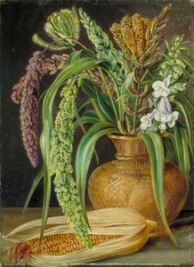 Studie Von Getreidearten, Angebaut In Kumaon, Indien — Marianne North, Präraffaelitisches Stillleben