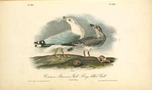Common American Gull.- Ring-billed Gull. 1. Adult. 2. Young — John James Audubon
