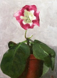 Gloxinia — Hans Emmenegger