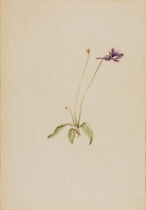 Pinguicula Vulgaris — Mary Morris Vaux Walcott