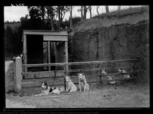 Eskimo Dogs In Quarantine On Quail Island — James Ingram Mcdonald, Documentary Photography