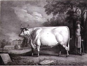 The Baron, A Prize Shorthorn — Daniel Gillespie Clowes