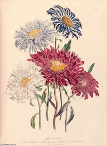 The Ladies' Flower Garden - (11)