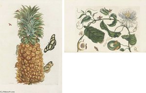 Histoire Des Insectes De L'europe. Translated From Dutch Into French By Jean Marret. Amsterdam Jean Frederic Bernard — Maria Sybilla Merian