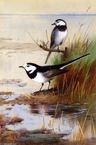 A Pair Of Pied Wagtails — Archibald Thorburn, Naturalism