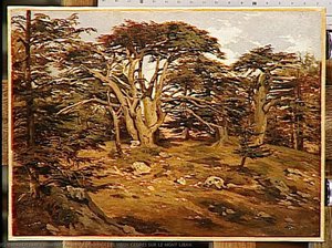 Les Vieux Cedres Sur Le Mont Liban — Montfort Antoine Alphonse
