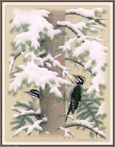 Three-toed Woodpecker — August Albert Zimmermann