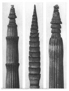 Art Forms In Nature 2 — Karl Blossfeldt