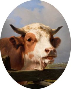 Bull's Head — Eugène Joseph Verboeckhoven