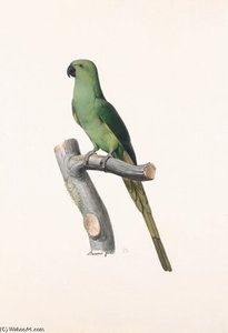 Psittacula Krameri