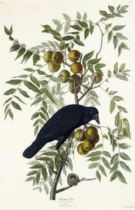 American Crow — Robert Havell