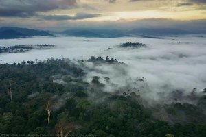 Aerial View Of The Canopy — Angelo Chiacchio