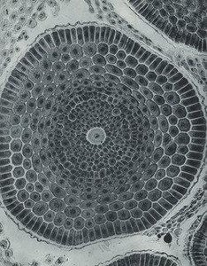 Barley Root — Laure Albin Guillot