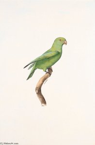 Geoffroyus Geoffroyi — Jacques Barraband