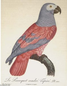 Le Perroquet Cendre Tapire — Jacques Barraband