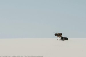 Cows In Lençois Maranhenses — Angelo Chiacchio