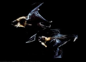 Flying Fox, Replicant Series — Brook Andrew