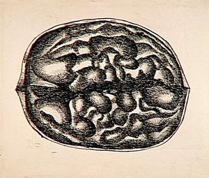 Study Nuts — Fernand Léger, Cubism