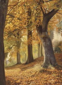 The Gilded Descent of Silent Ages