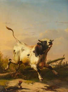 A Bull Leaping a Fence
