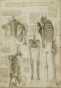 Recto: The skeleton. Verso: The muscles of the face and arm, and the nerves and veins of the hand