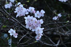 Cerasus１ — Mariko Asayama