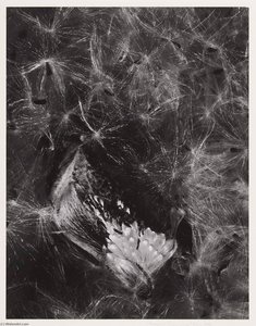 Auragia — Imogen Cunningham