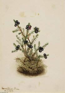 Crowberry (empetrum Nigrum) — Mary Morris Vaux Walcott