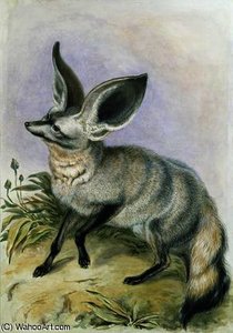 Long-eared Fox — Benjamin Waterhouse Hawkins, Naturalism