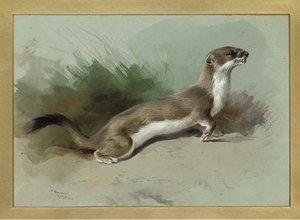 A Stoat On The Alert — Archibald Thorburn