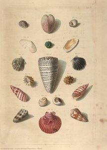 Shells