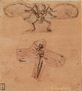 Studio Di Insetti, C. 1480 - 1490 Circa (disegno In Alto) E C. 1503-1505 (disegno In Basso) (penna E Inchiostro Su Carta Preparata Di Rosso (ematite), Disegni Ritagliati E Incollati) — Leonardo Di Ser Piero Da Vinci & Andrea Del Verrocchio, High Renaissance