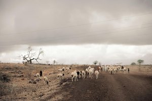 Dying Cattle — Vibhor Yadav