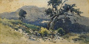 Old Olive Tree
