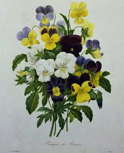 Bouquet of Pansies