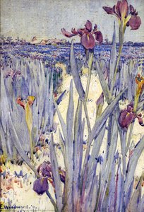 Iris Field Near Newcomb Greenhouse