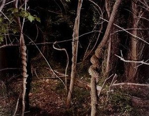 Deep In The Woods — David Marshall Graham