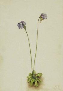 Purple Butterwort (pinguicula Elatior) — Mary Morris Vaux Walcott